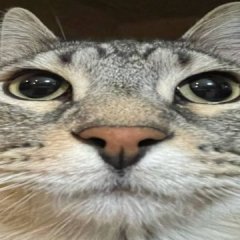 x86